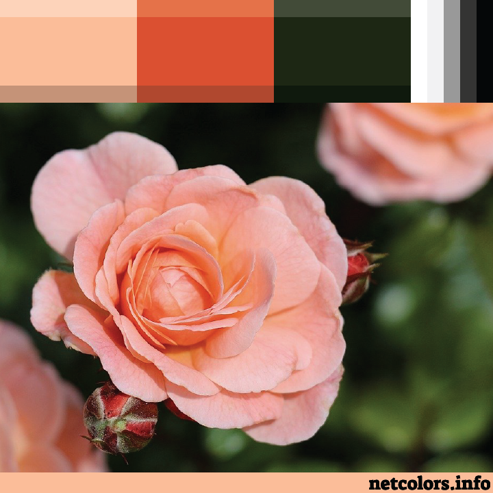 The Pantone Color of the Year 2024: Peach Fuzz color palette inspiration photo: peach rose on green background