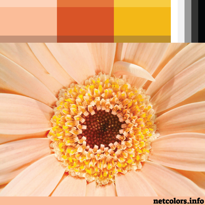 The Pantone Color of the Year 2024: Peach Fuzz color palette inspiration photo close up of peach gerbera daisy