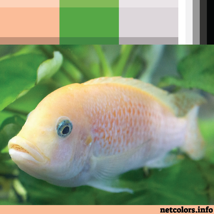 The Pantone Color of the Year 2024: Peach Fuzz color palette inspiration photo: fish (african cichlid) swimming on green background