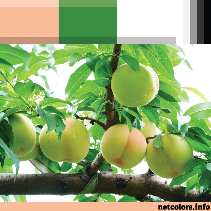 The Pantone Color of the Year 2024: Peach Fuzz color palette inspiration photo: green unripe peaches on tree