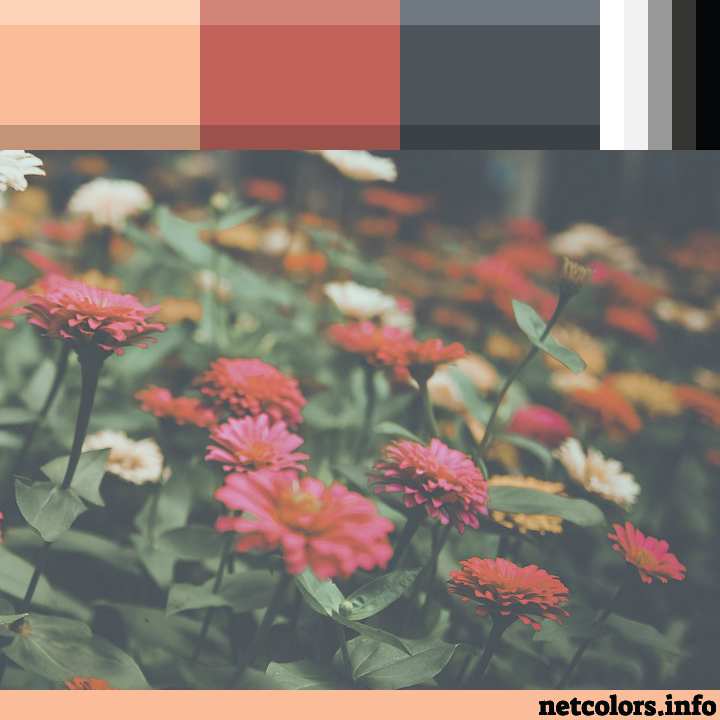 The Pantone Color of the Year 2024: Peach Fuzz color palette inspiration photo: muted zinnias of peach, red, white, yellow and orange