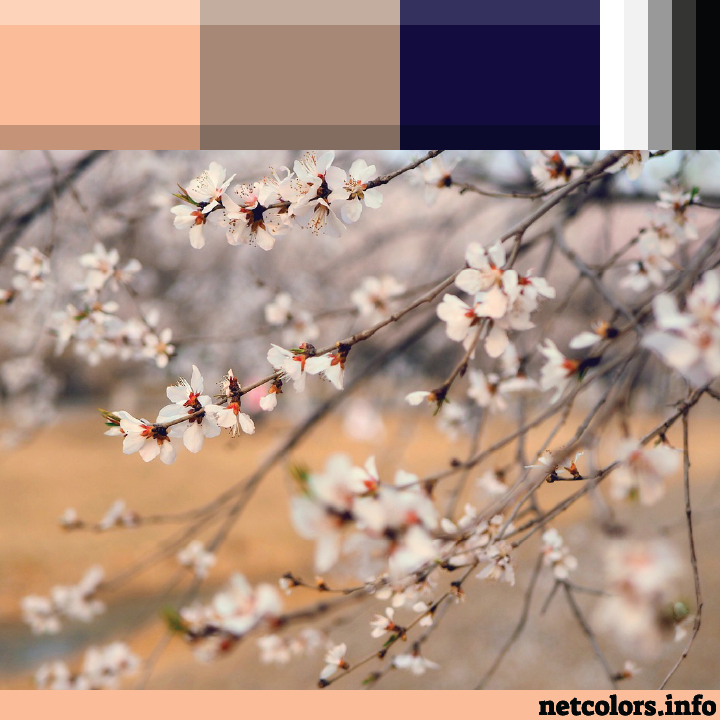 The Pantone Color of the Year 2024: Peach Fuzz color palette inspiration photo: white flowers buds on tree branches, tan fields blurred in background