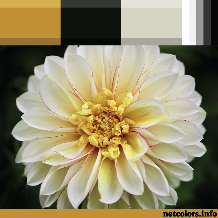 chrysanthemum photo inspiration for color palette