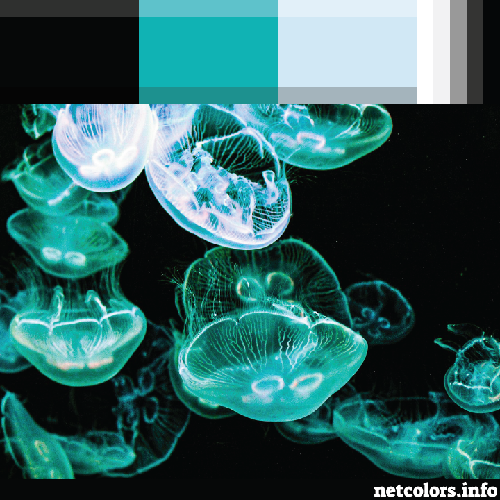 jellyfish inspiration photo for color palette