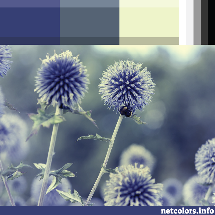 website color palette inspiration - thistle flowers photo from pixabay