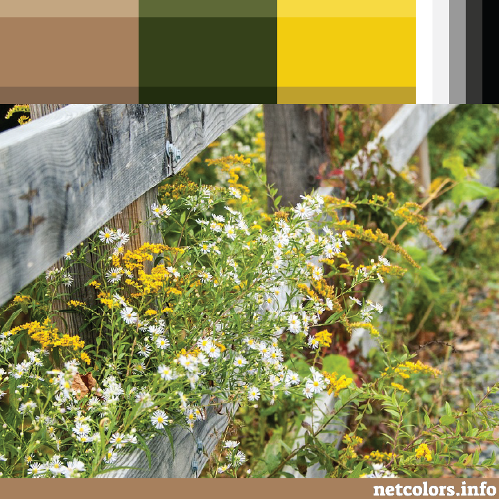 website inspiration color palette summer flowers growing over a wooden fence in Pennsylvania
